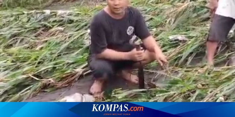 pilu-petani-di-banyuwangi,-lahan-rusak-diterjang-banjir