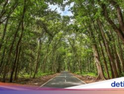 Alas Purwo Banyuwangi, Destinasi Wisata Hutan Tertua dengan Gua Legendaris