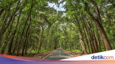 alas-purwo-banyuwangi,-destinasi-wisata-hutan-tertua-dengan-gua-legendaris