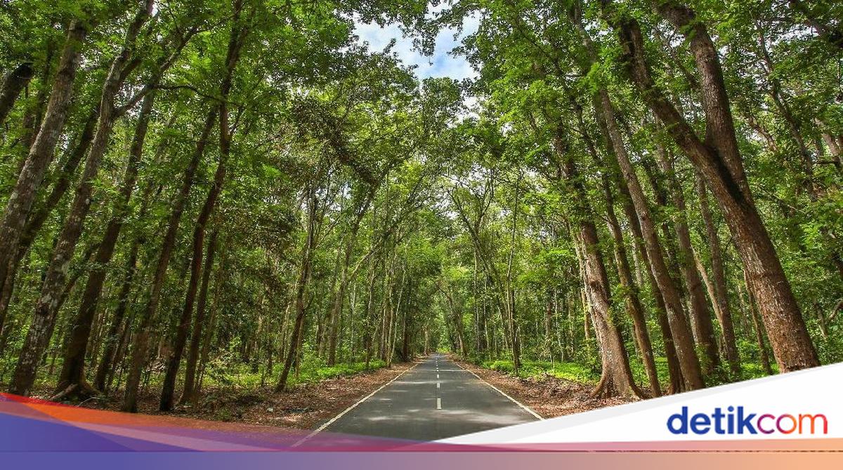 alas-purwo-banyuwangi,-destinasi-wisata-hutan-tertua-dengan-gua-legendaris