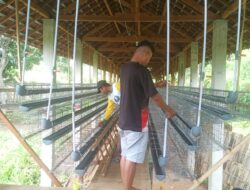 Kandang Ayam Desa Alasbuluh, Siap Tampung 1000 Ekor