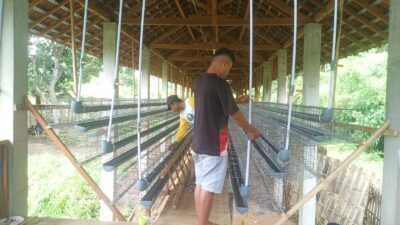 kandang-ayam-desa-alasbuluh,-siap-tampung-1000-ekor