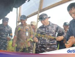 TNI AL Banyuwangi Panen Hampir 4 Ton Kedelai Garuda Merah Putih