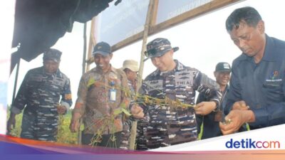 tni-al-banyuwangi-panen-hampir-4-ton-kedelai-garuda-merah-putih