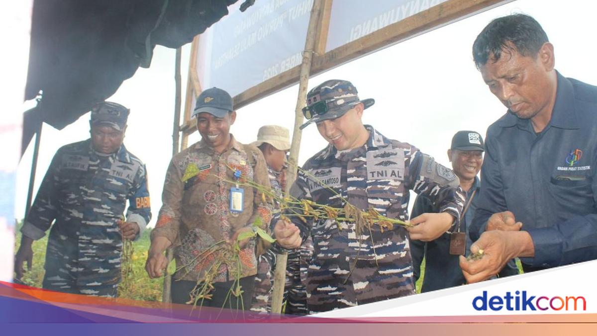 tni-al-banyuwangi-panen-hampir-4-ton-kedelai-garuda-merah-putih