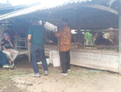 Geger Ketahanan Pangan, Bau Konflik Kepentingan Menguak di Balik Kandang Sapi Desa Bengkak