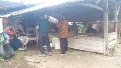 geger-ketahanan-pangan,-bau-konflik-kepentingan-menguak-di-balik-kandang-sapi-desa-bengkak