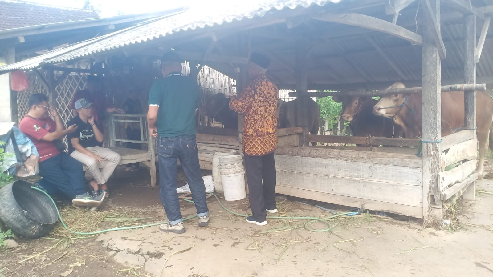 geger-ketahanan-pangan,-bau-konflik-kepentingan-menguak-di-balik-kandang-sapi-desa-bengkak