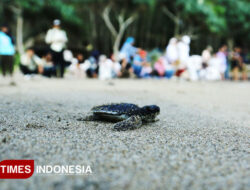 Jaga Populasi Penyu, Ratusan Tukik Kembali ke Laut di Pantai Bajul Mati – TIMES Banyuwangi