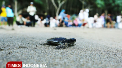 jaga-populasi-penyu,-ratusan-tukik-kembali-ke-laut-di-pantai-bajul-mati-–-times-banyuwangi