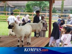 Tawarkan Sensasi Beri Makan Domba dan Alpaca, Ijen Farmhouse Banyuwangi Diserbu Wisatawan