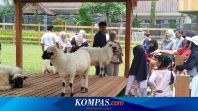 tawarkan-sensasi-beri-makan-domba-dan-alpaca,-ijen-farmhouse-banyuwangi-diserbu-wisatawan