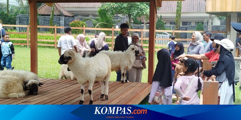 tawarkan-sensasi-beri-makan-domba-dan-alpaca,-ijen-farmhouse-banyuwangi-diserbu-wisatawan