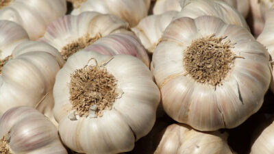 mengenal-bawang-putih:-tanaman-obat-bersifat-antibiotik-–-times-banyuwangi