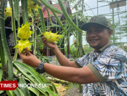 Kisah Edi Suprandono, dari Dokter Gigi Jadi Petani Buah Naga Banyuwangi – TIMES Banyuwangi