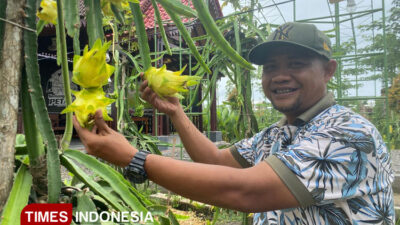 kisah-edi-suprandono,-dari-dokter-gigi-jadi-petani-buah-naga-banyuwangi-–-times-banyuwangi