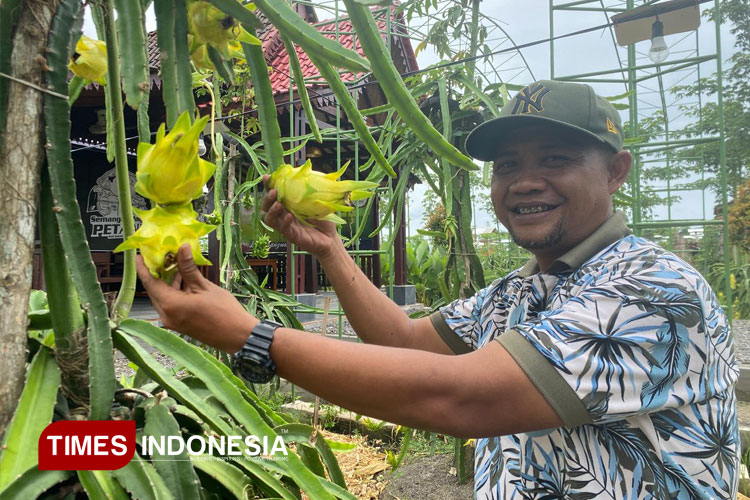 kisah-edi-suprandono,-dari-dokter-gigi-jadi-petani-buah-naga-banyuwangi-–-times-banyuwangi