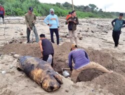 Paus Kepala Melon Terdampar di Pantai Triangulasi Alas Purwo, Petugas TNAP Langsung Kubur Bangkai