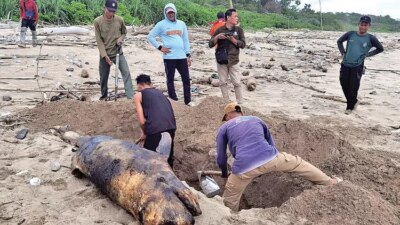 paus-kepala-melon-terdampar-di-pantai-triangulasi-alas-purwo,-petugas-tnap-langsung-kubur-bangkai