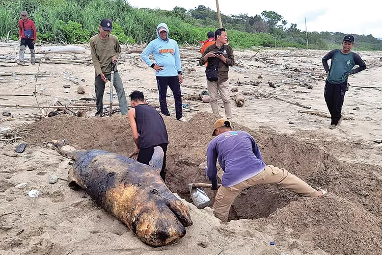 paus-kepala-melon-terdampar-di-pantai-triangulasi-alas-purwo,-petugas-tnap-langsung-kubur-bangkai