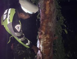 Diduga Sopir Mengantuk, Pikap L300 Terjun ke Sawah di Jalan Raya Pakistaji Kabat
