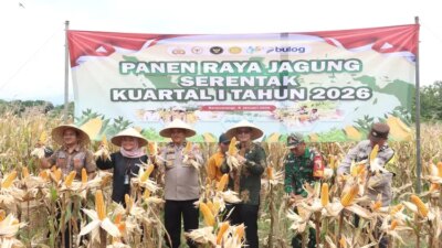 polresta-banyuwangi-gelar-panen-raya-jagung-kuartal-i-2025,-hasilkan-126-ton