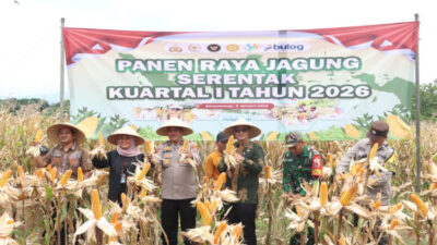 polresta-banyuwangi-panen-raya-126-ton-jagung-–-times-banyuwangi