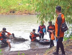 Pemotong Rumput Diduga Hanyut di Sungai Kemepag Banyuwangi, Mesin Ditemukan Tersangkut Ranting