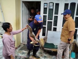 Ular Sanca 3 Meter Ngumpet di Plafon Rumah Warga Kalipuro Banyuwangi, Damkarmat Lakukan Evakuasi Menegangkan