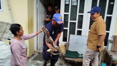 ular-sanca-3-meter-ngumpet-di-plafon-rumah-warga-kalipuro-banyuwangi,-damkarmat-lakukan-evakuasi-menegangkan