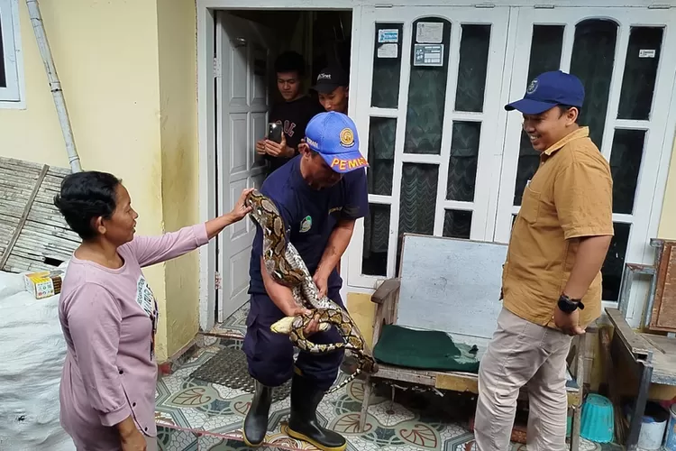 ular-sanca-3-meter-ngumpet-di-plafon-rumah-warga-kalipuro-banyuwangi,-damkarmat-lakukan-evakuasi-menegangkan