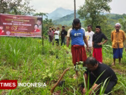Peringati HUT PDI Perjuangan, Rumah Aspirasi STD Gelar Tanam Pohon di Bondowoso – TIMES Banyuwangi