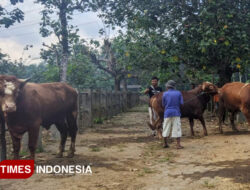 Pacitan Belum Bebas PMK, Dua Ternak Dilaporkan Mati di Awal 2026 – TIMES Banyuwangi
