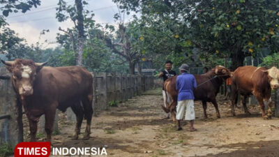 pacitan-belum-bebas-pmk,-dua-ternak-dilaporkan-mati-di-awal-2026-–-times-banyuwangi