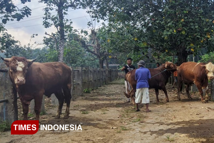 pacitan-belum-bebas-pmk,-dua-ternak-dilaporkan-mati-di-awal-2026-–-times-banyuwangi