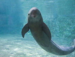 Mengenal Finless Porpoise Lumba-Lumba Tanpa Sirip Punggung yang Joget TikTok – TIMES Banyuwangi