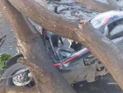 Kontainer Serempet Pohon, Pengendara Scoopy Tertimpa di Jalur Situbondo–Banyuwangi