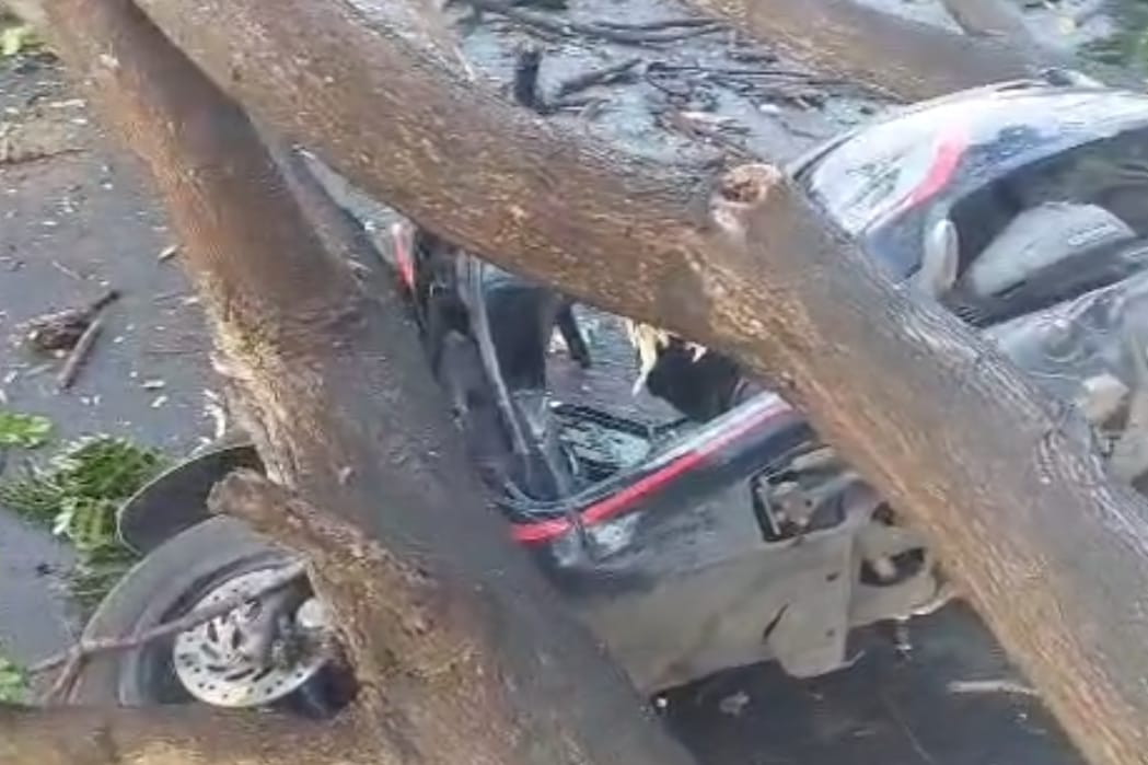 kontainer-serempet-pohon,-pengendara-scoopy-tertimpa-di-jalur-situbondo–banyuwangi