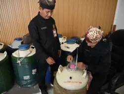 Banyuwangi Miliki Bank Sperma Hewan Ternak, Sukses Tingkatkan Populasi Sapi