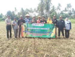 Tancap Gas Ketahanan Pangan, BUMDes Wongsojoyo Wongsorejo Pilih Garap Pertanian Jagung