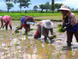 CIPS Kenaikan NTP 2025 Bukan Jaminan Kesejahteraan Petani – TIMES Banyuwangi