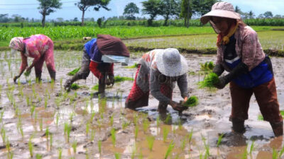 cips-kenaikan-ntp-2025-bukan-jaminan-kesejahteraan-petani-–-times-banyuwangi