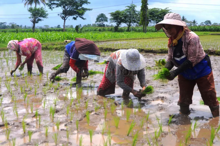 cips-kenaikan-ntp-2025-bukan-jaminan-kesejahteraan-petani-–-times-banyuwangi