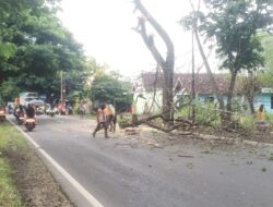 Antisipasi Kecelakaan, Pohon Trembesi Kering di Jalur Situbondo–Banyuwangi Ditebang