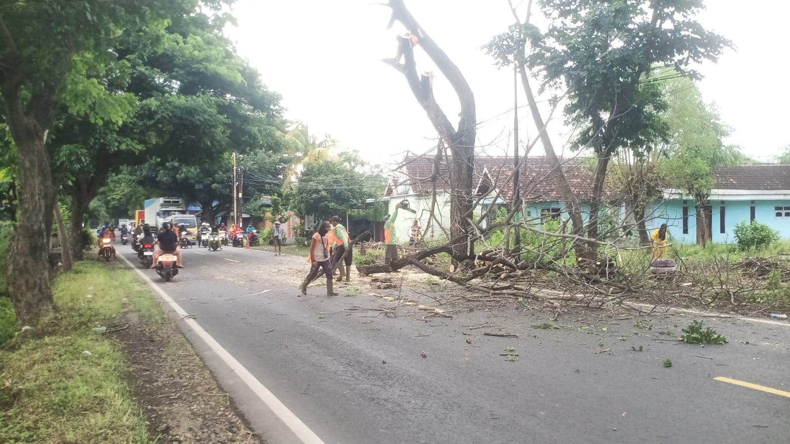antisipasi-kecelakaan,-pohon-trembesi-kering-di-jalur-situbondo–banyuwangi-ditebang