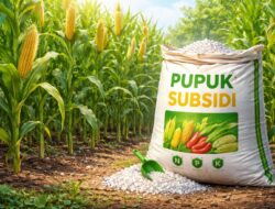 Pupuk Subsidi Langka di Wongsorejo, Petani Jagung Terpaksa Rogoh Kocek Lebih Dalam