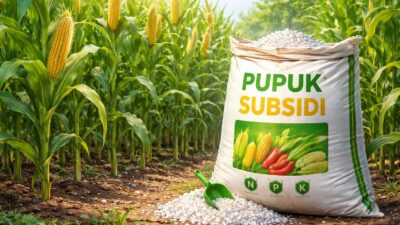 pupuk-subsidi-langka-di-wongsorejo,-petani-jagung-terpaksa-rogoh-kocek-lebih-dalam