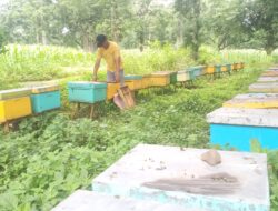 Paceklik Mencekik, Peternak Lebah Alasbuluh Ramai-ramai Jual Koloni Demi Bertahan Hidup