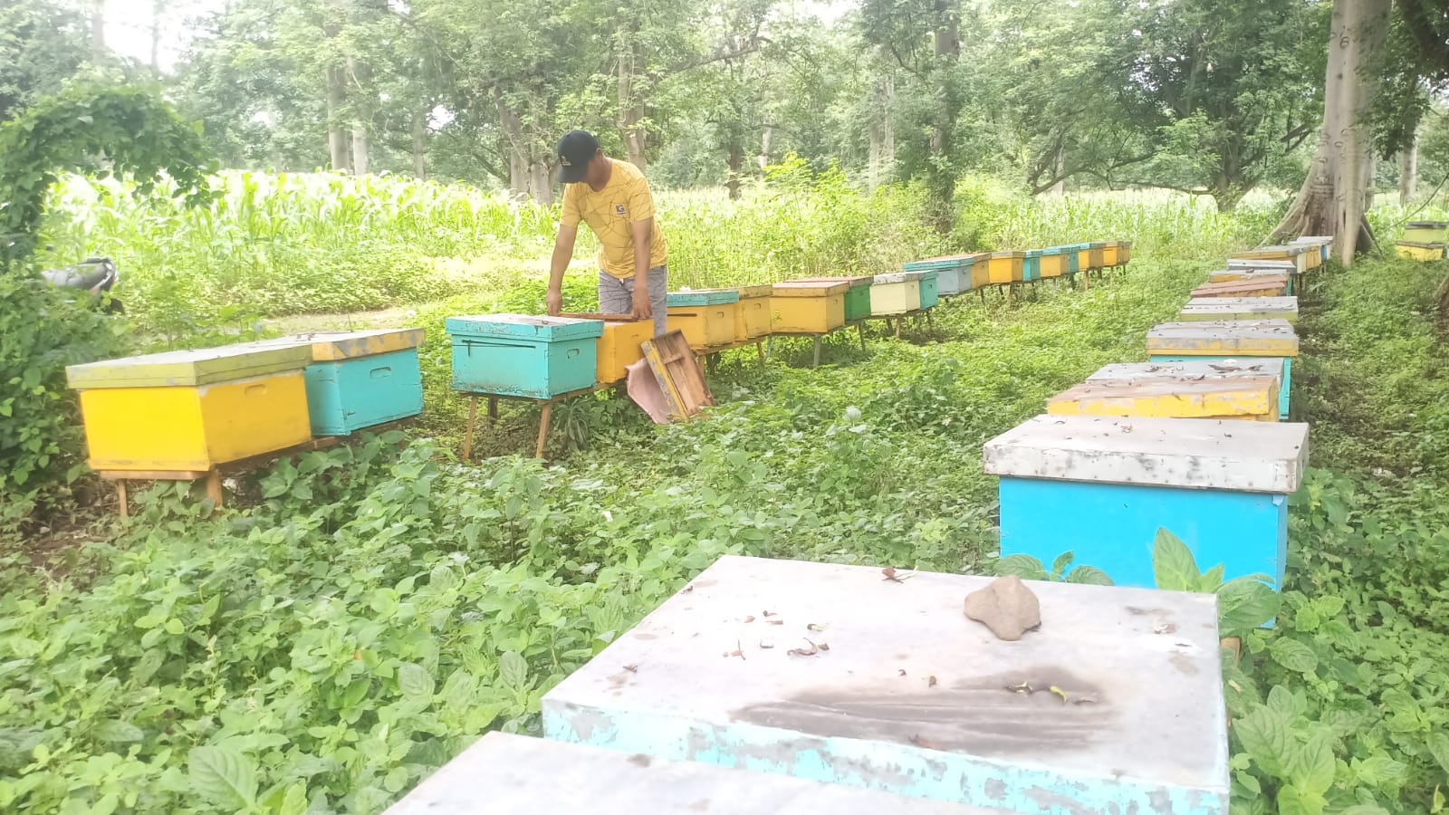 paceklik-mencekik,-peternak-lebah-alasbuluh-ramai-ramai-jual-koloni-demi-bertahan-hidup