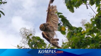 burung-hantu-lemas-terjerat-tali-layangan-di-alas-purwo,-diselamatkan-petugas